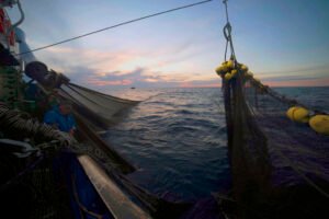 Lee más sobre el artículo Historia de la anchoa